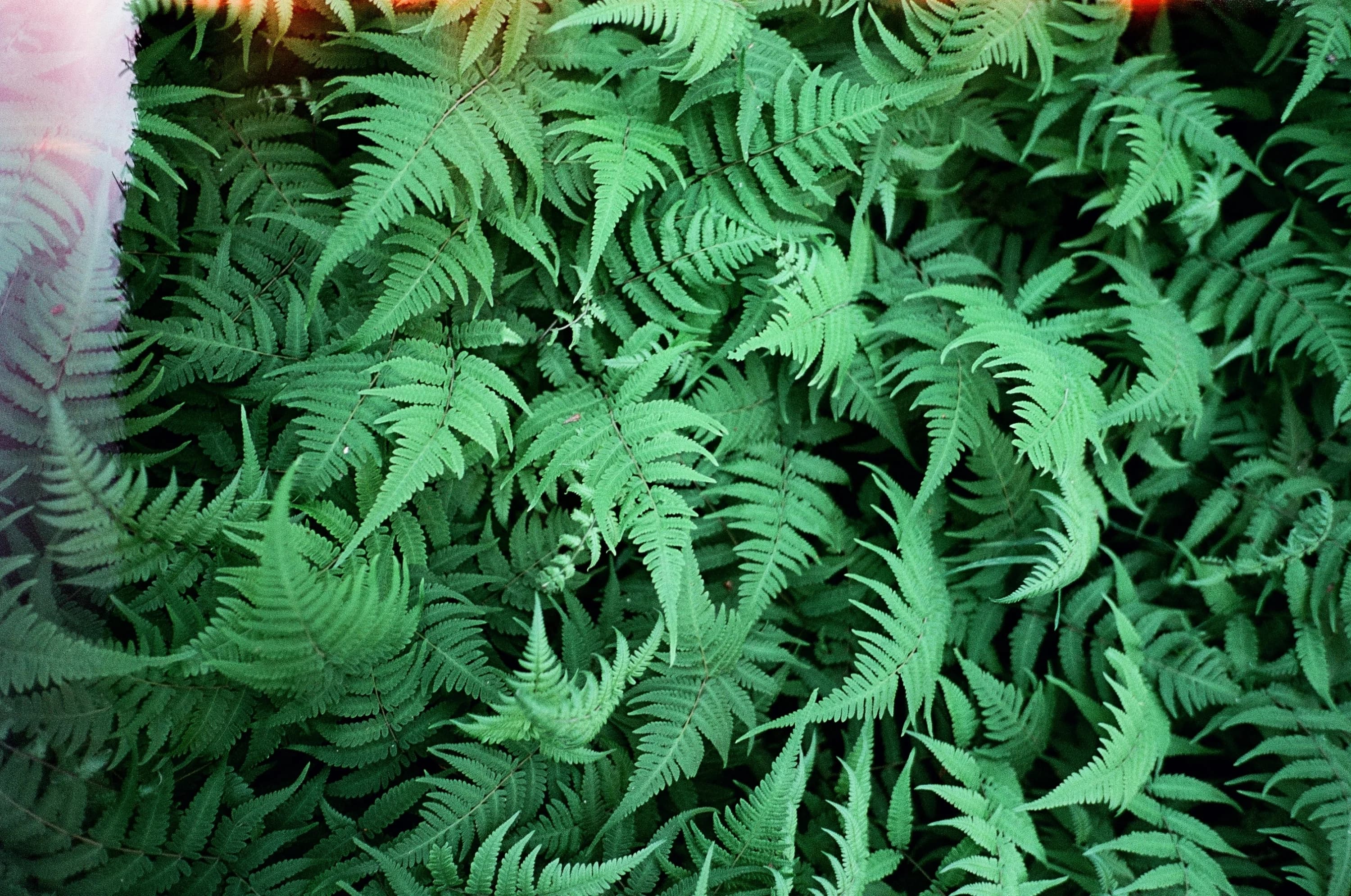 Green ferns photographed on film