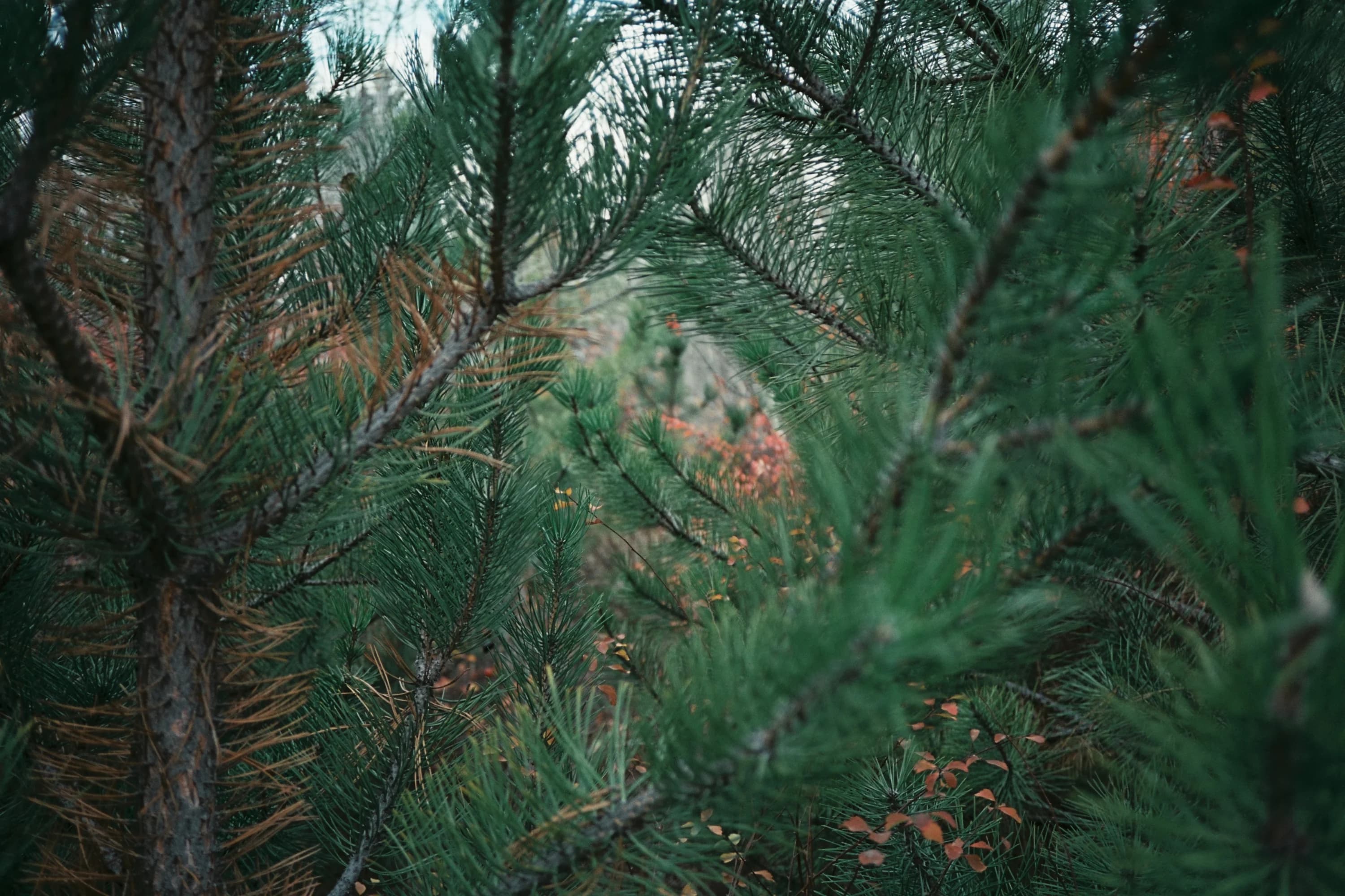 Pine branches photographed in a forest